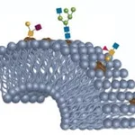 Merck BIOSHELL GLYCAN 2.7UM 15CM X 2.1MM ID &