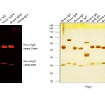 Thermo Fisher Scientific Goat anti-Mouse IgG (H+L) Highly Cross-Adsorbed Secondary Antibody, Alexa Fluor Plus 555