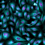 Thermo Fisher Scientific Donkey anti-Goat IgG (H+L) Highly Cross-Adsorbed Secondary Antibody, Alexa Fluor Plus 405