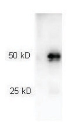 Merck Anti-Rabbit IgG (H+L), highly cross adsorbed-Peroxidase antibody produced in goat