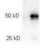 Merck Anti-Rabbit IgG (H+L), highly cross adsorbed-Peroxidase antibody produced in goat