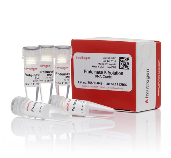 Thermo Fisher Scientific Proteinase K Solution (20 mg/mL), RNA grade