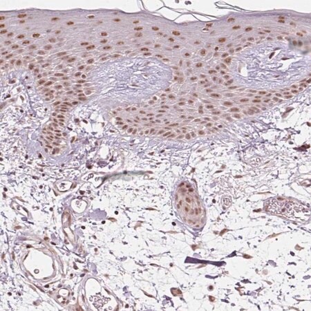 Merck Anti-THOC6 antibody produced in rabbit
