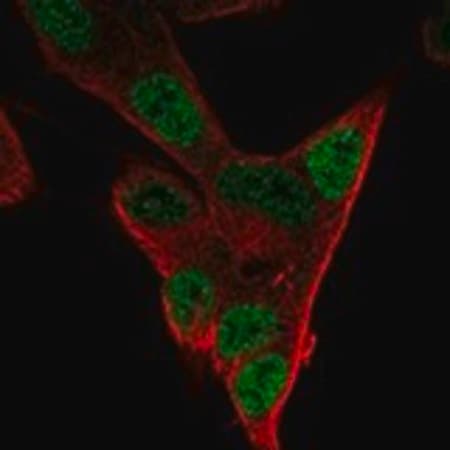 Merck Anti-PHOX2A antibody produced in rabbit