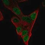 Merck Anti-PHOX2A antibody produced in rabbit
