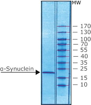 Merck ALPHA-SYNUCLEIN
