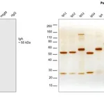 Thermo Fisher Scientific Goat anti-Human IgA Secondary Antibody, HRP