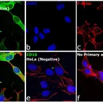 Thermo Fisher Scientific F(ab`)2-Rabbit anti-Goat IgG (H+L) Cross-Adsorbed Secondary Antibody, FITC