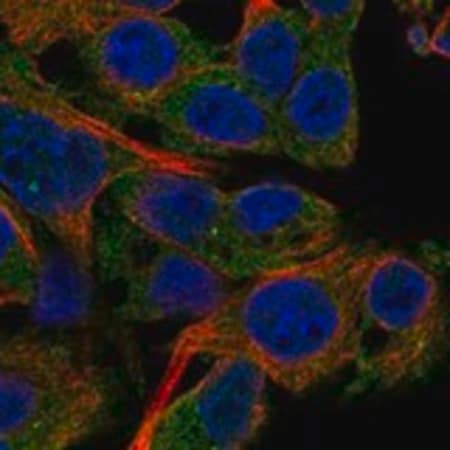 Merck Anti-PDE4C antibody produced in rabbit
