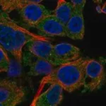Merck Anti-PDE4C antibody produced in rabbit