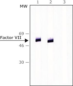 Merck ANTI-FACTOR VII ANTIBODY, MOUSE MONO&