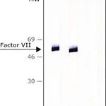 Merck ANTI-FACTOR VII ANTIBODY, MOUSE MONO&