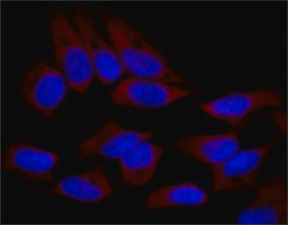 Merck Anti-SND1 antibody, Mouse monoclonal