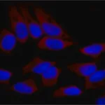 Merck Anti-SND1 antibody, Mouse monoclonal
