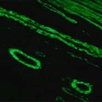 Merck ANTI-MOUSE IGG (FAB SPECIFIC) FITC &