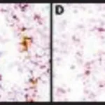Merck Monoclonal Anti-Mesothelin antibody produced in mouse