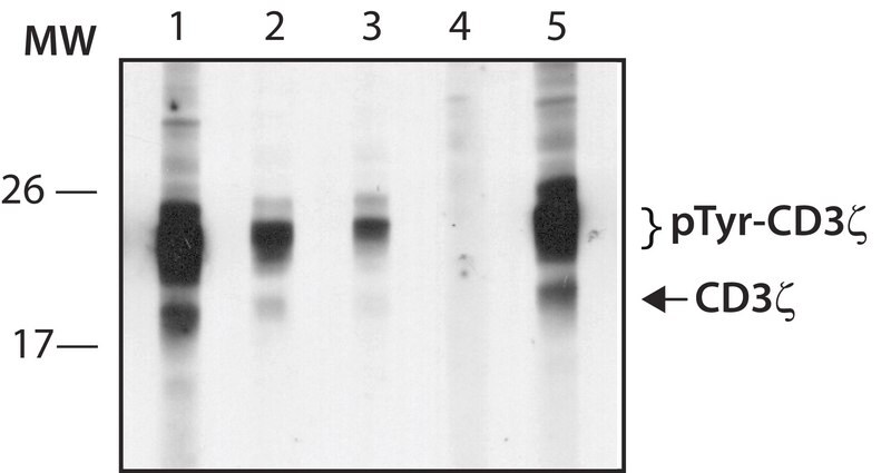 Merck Anti-phospho-CD3zeta (pTyr72) antibody produced in rabbit