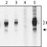 Merck Anti-phospho-CD3zeta (pTyr72) antibody produced in rabbit