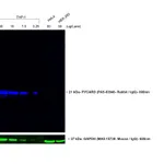 Thermo Fisher Scientific Goat anti-Rabbit IgG Fc Secondary Antibody