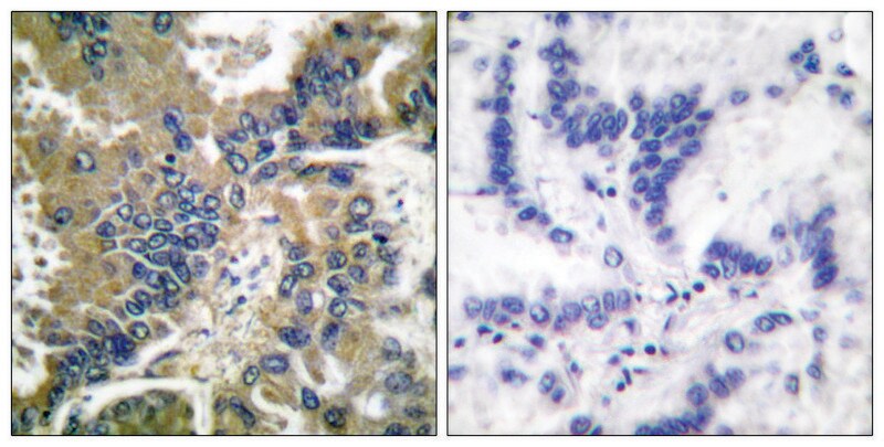 Merck Anti-CASP-1 (Cleaved-Asp210) antibody produced in rabbit
