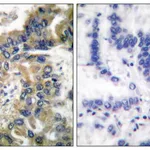 Merck Anti-CASP-1 (Cleaved-Asp210) antibody produced in rabbit
