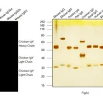 Thermo Fisher Scientific Goat anti-Chicken IgY (H+L) Cross-Adsorbed Secondary Antibody, Alexa Fluor Plus 555