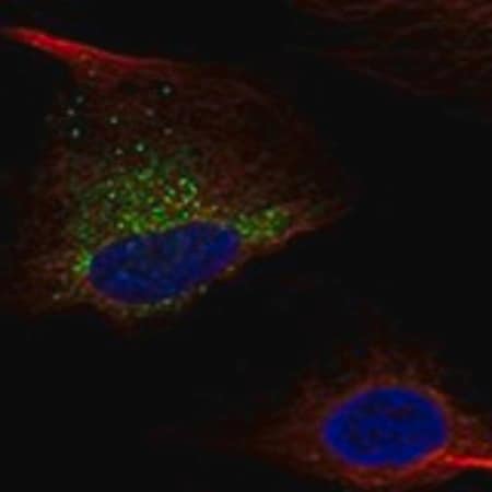 Merck Anti-COL1A1 antibody produced in rabbit