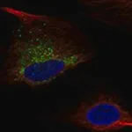 Merck Anti-COL1A1 antibody produced in rabbit
