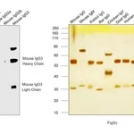 Thermo Fisher Scientific Goat anti-Mouse IgG3 Secondary Antibody, HRP