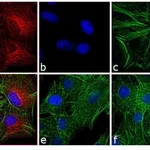 Thermo Fisher Scientific Donkey anti-Rat IgG (H+L) Secondary Antibody, TRITC