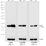 Thermo Fisher Scientific Goat anti-Mouse IgG (H+L) Secondary Antibody, HRP