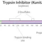 Merck TRYPSIN INHIBITOR FROM GLYCINE MAX&