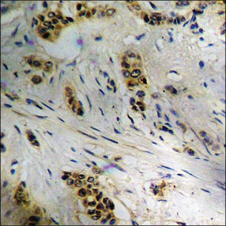 Merck Anti-phospho-CDC37 (pSer13) antibody produced in rabbit