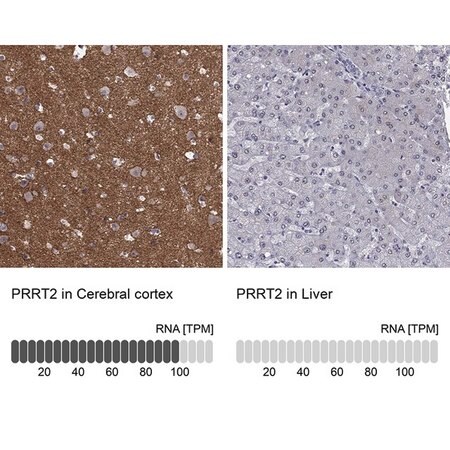 Merck Anti-PRRT2 antibody produced in rabbit