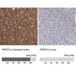 Merck Anti-PRRT2 antibody produced in rabbit