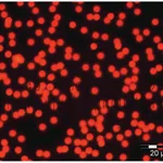 Thermo Fisher Scientific Fluoro-Max Dyed Red Aqueous Fluorescent Particles, 0.90μm