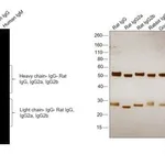 Thermo Fisher Scientific Goat anti-Rat IgG (H+L) Highly Cross-Adsorbed Secondary Antibody, Alexa Fluor Plus 647
