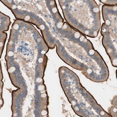 Merck Anti-PRRG4 antibody produced in rabbit