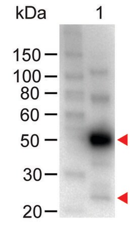 Merck Anti-Human IgG (H+L)-Peroxidase antibody produced in chicken