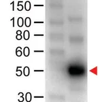 Merck Anti-Human IgG (H+L)-Peroxidase antibody produced in chicken