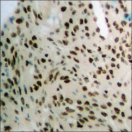 Merck Anti-phospho-POLR2A (pSer1619) antibody produced in rabbit