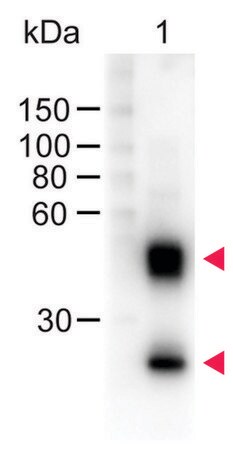 Merck Anti-Mouse IgG (H+L)-Peroxidase antibody produced in sheep