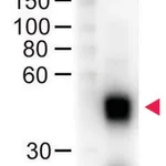 Merck Anti-Mouse IgG (H+L)-Peroxidase antibody produced in sheep
