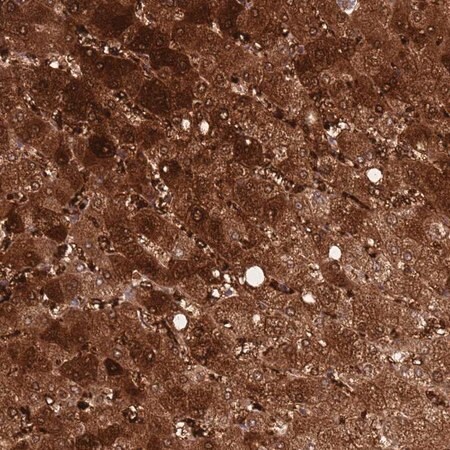 Merck Anti-DDT antibody produced in rabbit