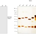 Thermo Fisher Scientific Rabbit anti-Human IgG1 Recombinant Secondary Antibody