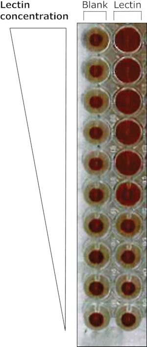 Merck LECTIN FROM GALANTHUS NIVALIS