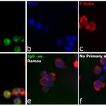 Thermo Fisher Scientific F(ab`)2-Goat anti-Human IgG Fc Cross-Adsorbed Secondary Antibody