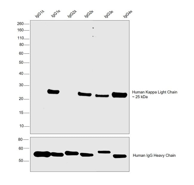 Thermo Fisher Scientific Goat anti-Human Kappa Light Chain Secondary Antibody, HRP