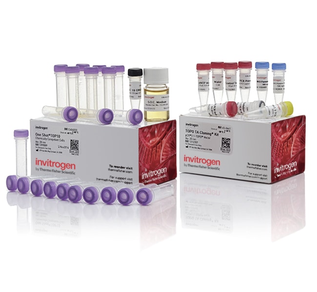 Thermo Fisher Scientific TOPO TA Cloning Kit for Subcloning, with One Shot TOP10 chemically competent E. coli cells, 25 Reactions