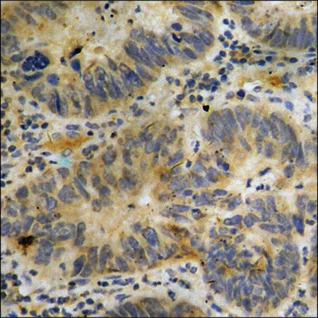 Merck Anti-phospho-p300 (pSer89) antibody produced in rabbit